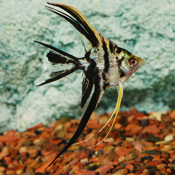 gold marble angelfish