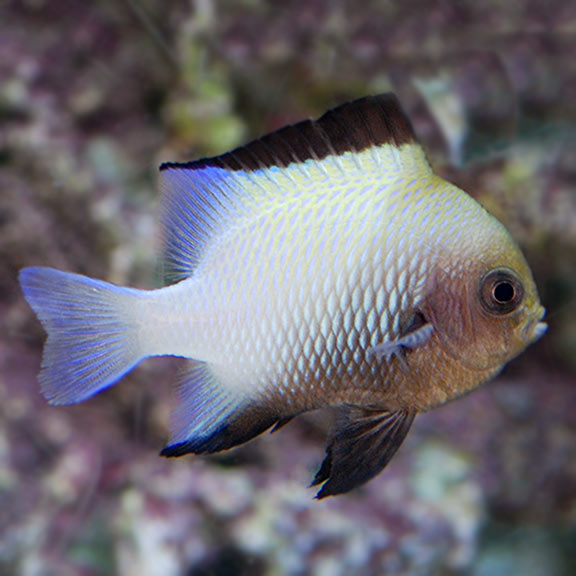 Marginated Damselfish: Saltwater Aquarium Fish