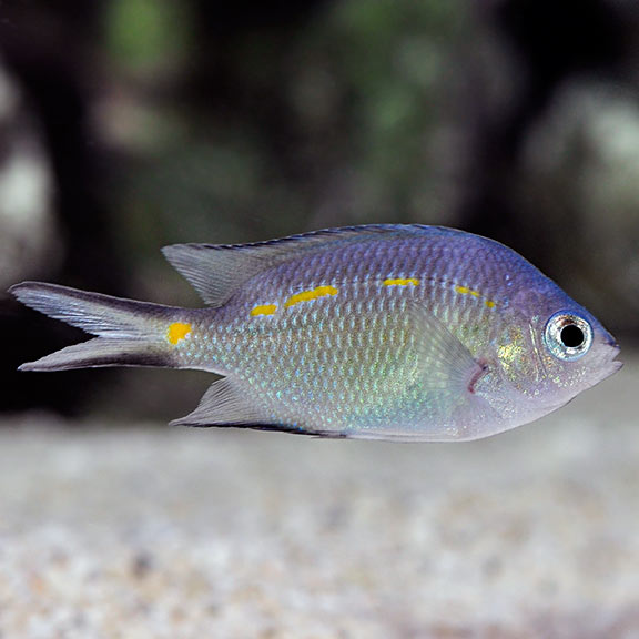 Orange Line Chromis (Spiny Chromis): Saltwater Aquarium Fish