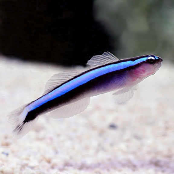 Freshwater Neon Goby