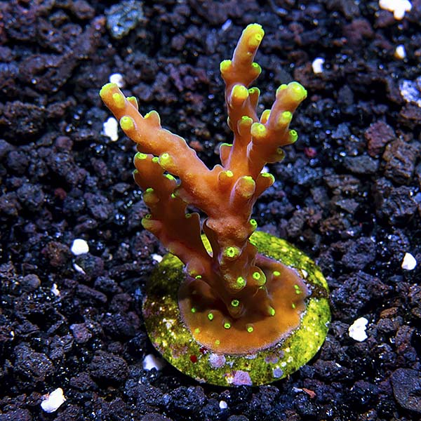 Aquacultured Green Marshall Island Gem Acropora Coral (Acropora sp.) - ORA