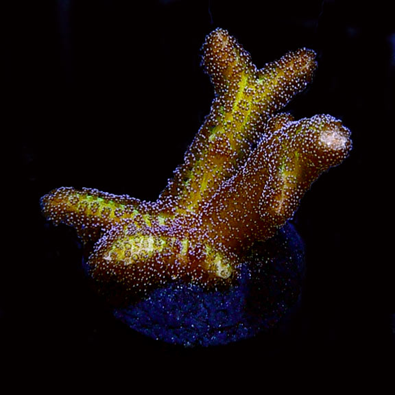 ORA® Aquacultured Bird of Paradise Coral: Saltwater Aquarium Corals for