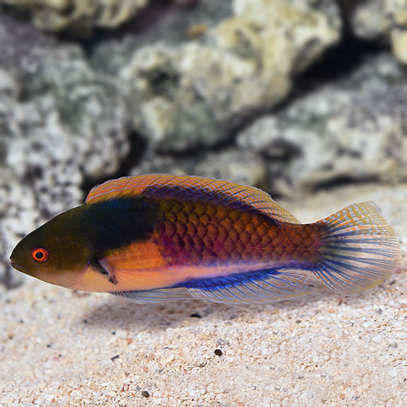 Yellow Flanked Fairy Wrasse – Canada Corals