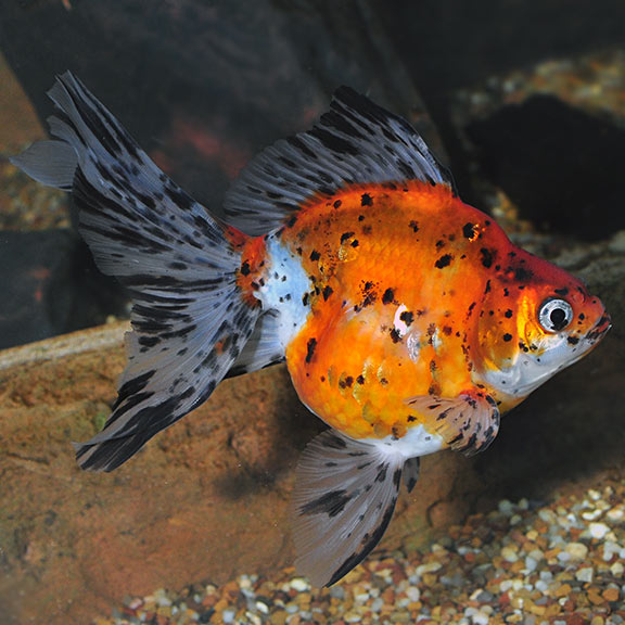 ryukin goldfish tank