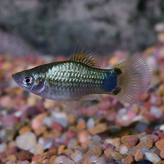 Blue Platy Livebearer: Tropical Fish for Freshwater Aquariums