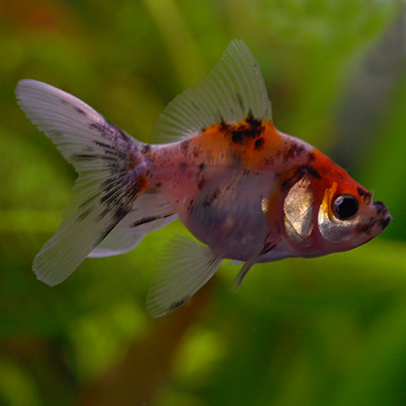 calico pearlscale goldfish
