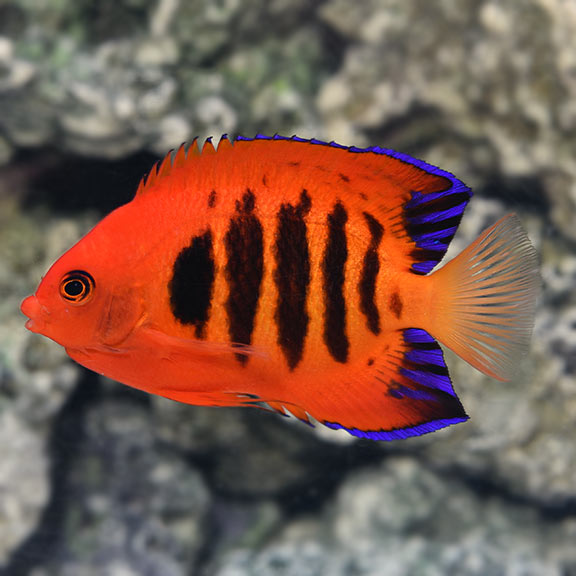 red saltwater aquarium fish