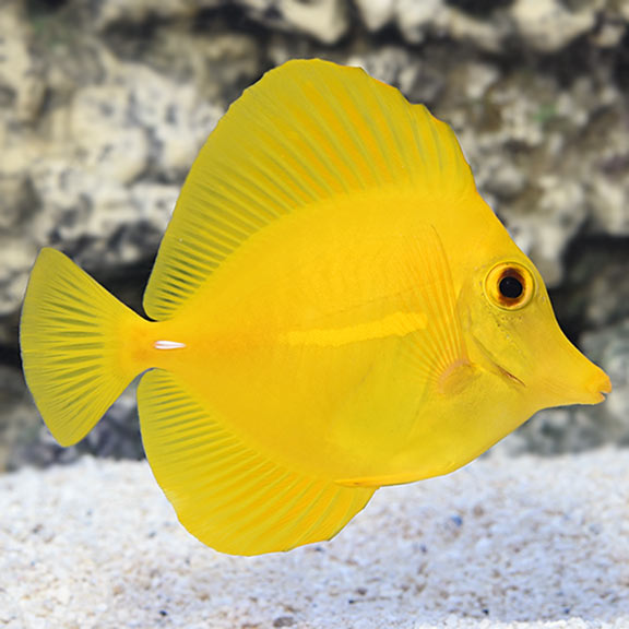 Yellow Tang, Hawaii: Saltwater Aquarium 