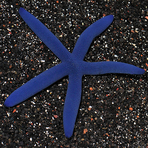 saltwater starfish