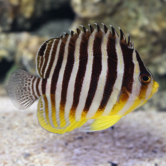 zebra angelfish saltwater
