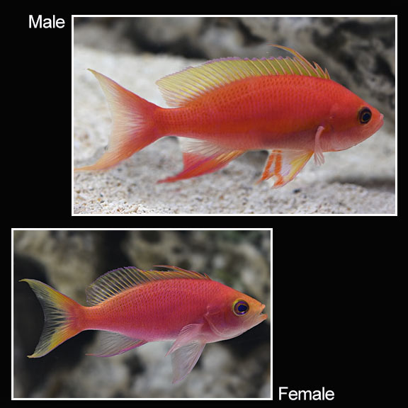 Resplendent Anthias: Saltwater Aquarium Fish for Marine Aquariums