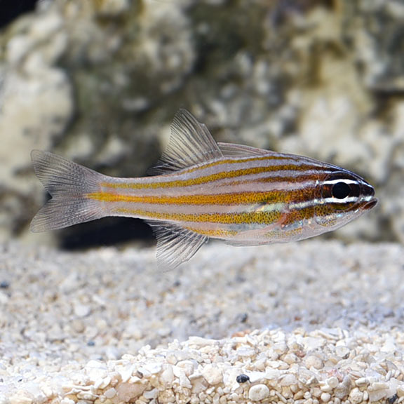 Striped Polo Sea - little orange fish