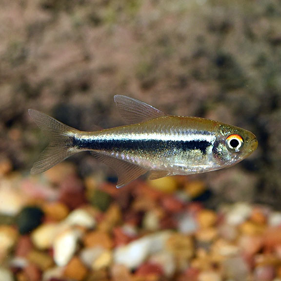 Black Neon Tetra: Tropical Fish for Freshwater Aquariums