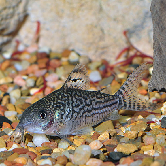 Elegans Cory Cat