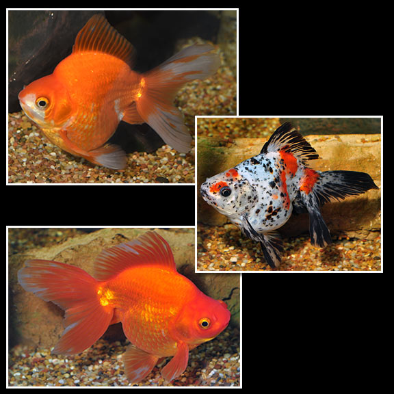 Ryukin Goldfish, Assorted: Tropical Fish for Freshwater Aquariums