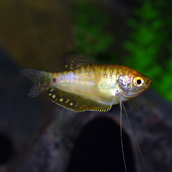 female gold gourami