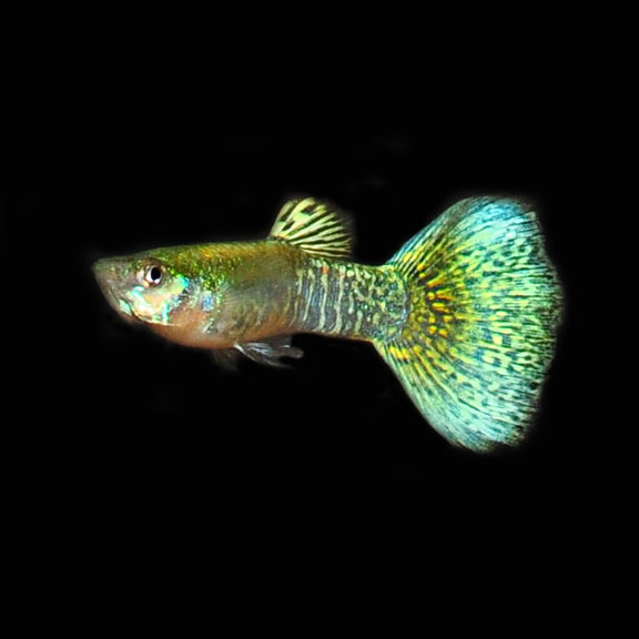 Lemon Cobra Guppy (Pair): Freshwater Aquarium Fish