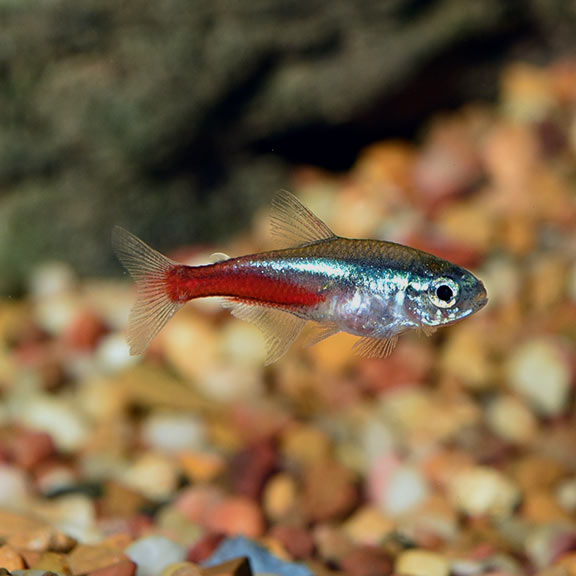 Neon Tetra Group: Tropical Fish for Freshwater Aquariums