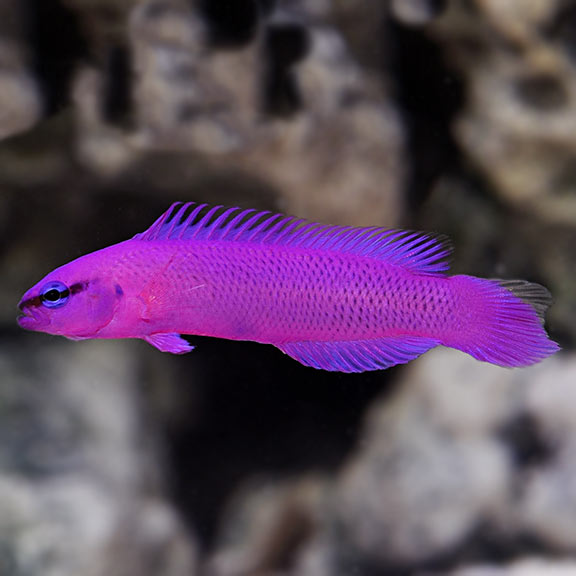 Orchid Dottyback Captive Bred Saltwater Aquarium Fish for Marine Aquariums