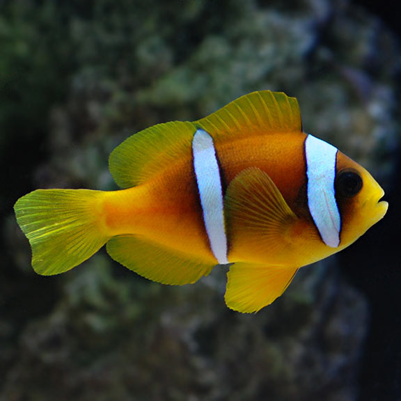 Two Banded Clownfish: Captive-Bred Saltwater Aquarium Fish