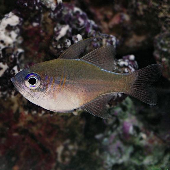 blue cardinal fish