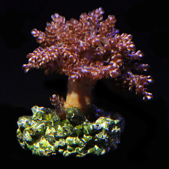 kenya tree coral care