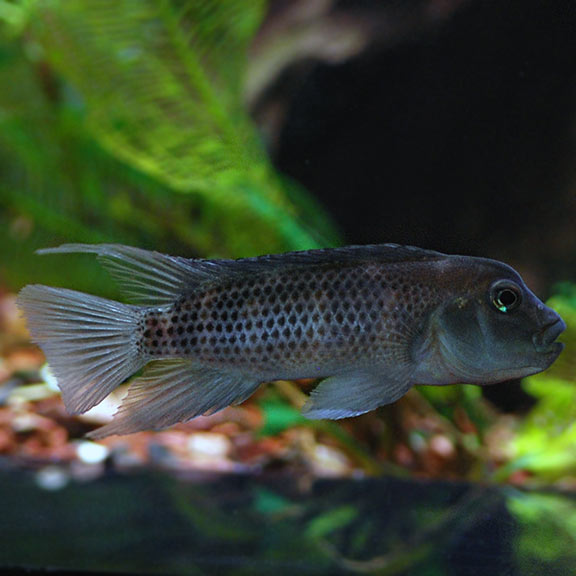 lion head cichlid