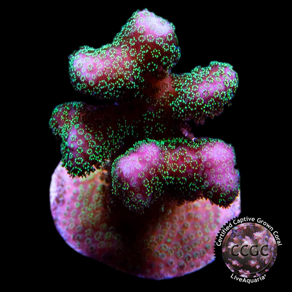 Green Polyp Pink Stylopora Coral, Aquacultured: Saltwater Aquarium ...