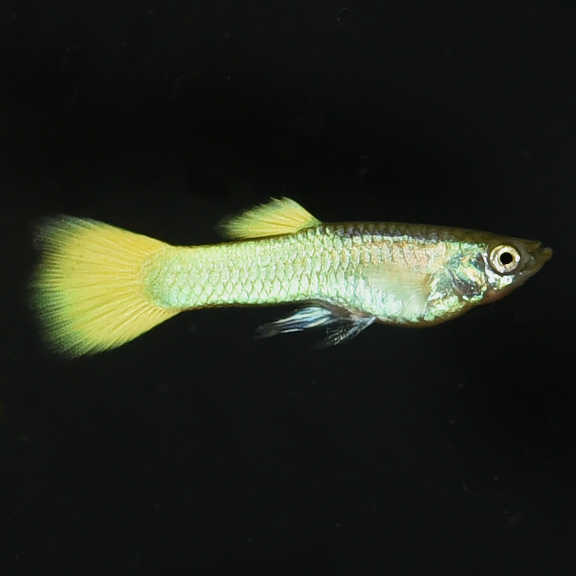 German Yellow Guppy, Male