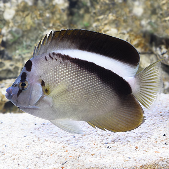 Griffis Angelfish