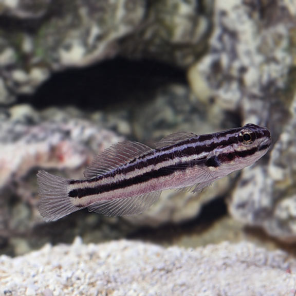 black and white horizontal striped fish