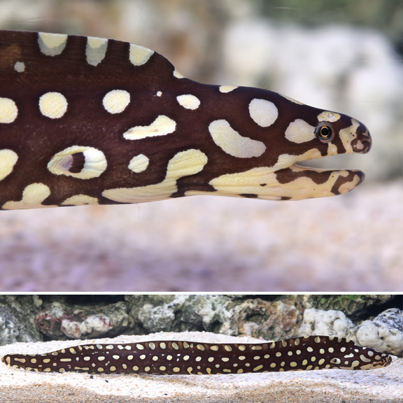 black and white eel fish