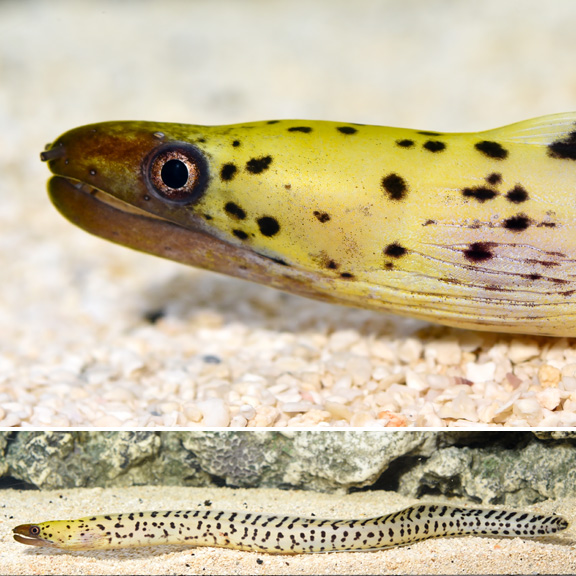 Yellow-Head Moray Eel: Saltwater Aquarium Fish for Marine Aquariums