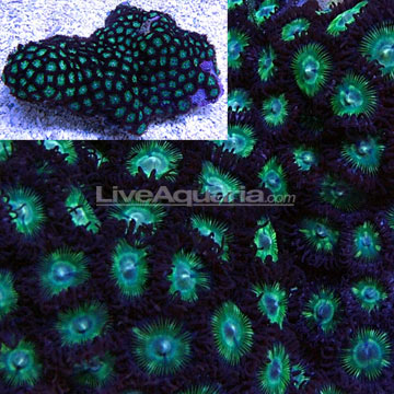 Colony Polyp, Green