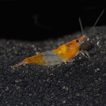 Orange Rili Shrimp Group