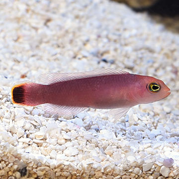 Elongated Dottyback, Pseudochromis elongatus: Saltwater Aquarium Fish