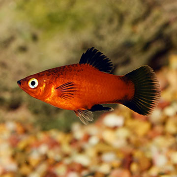 Red Wag Platy Group
