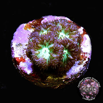 LiveAquaria® CCGC Aquacultured Australian Blastomussa Merletti Coral