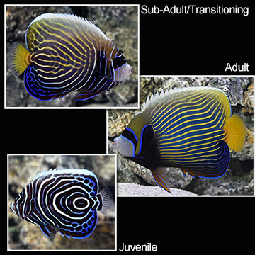 Emperor Angelfish