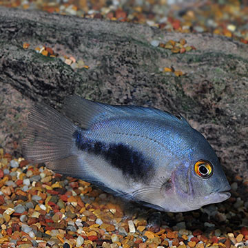 Tropical Fish for Freshwater Aquariums: Uaru Cichlid