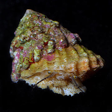 Astraea Turbo Snail