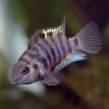 Black Convict Cichlid