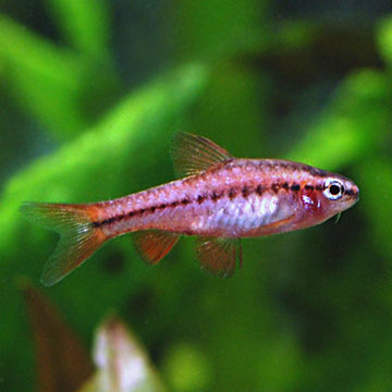 Tropical Fish for Freshwater Aquariums: Cherry Barb