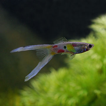 Lyretail Guppy Group, Male