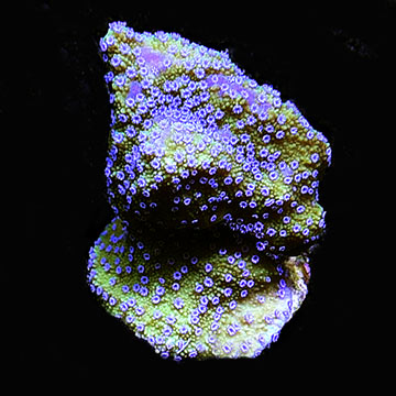 ORA&reg; Aquacultured Melonberry Montipora Coral