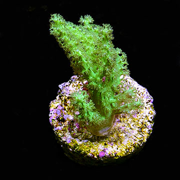 ORA&reg; Aquacultured Neon Green Sinularia Finger Leather Coral