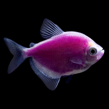 GloFish®, Galactic Purple ®Tetra