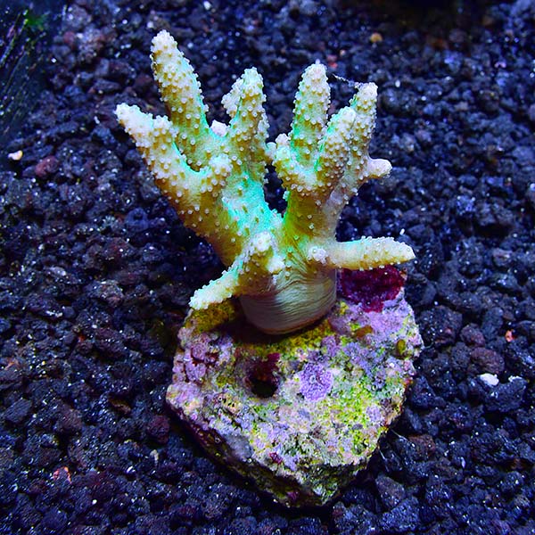 Biota Aquacultured Fuzzy Fat Finger Coral