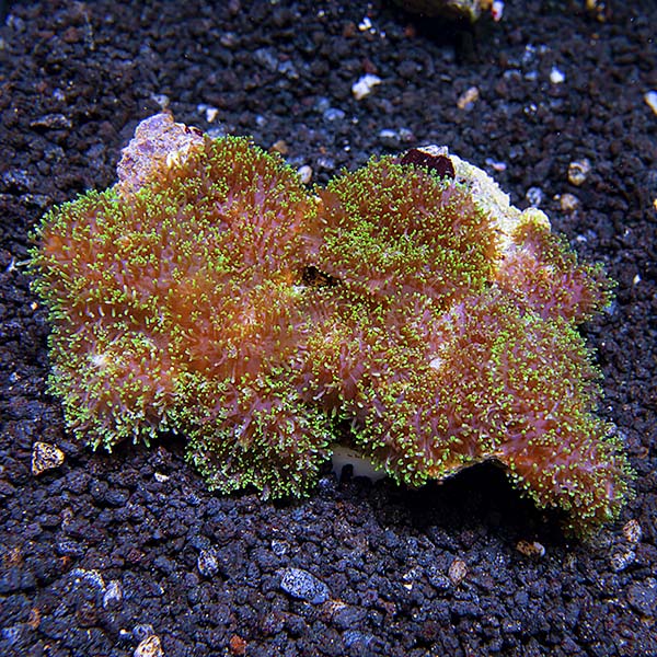 Frilly Bounced Mushroom Coral