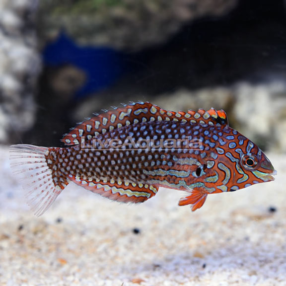 Ornate Leopard Wrasse EXPERT ONLY